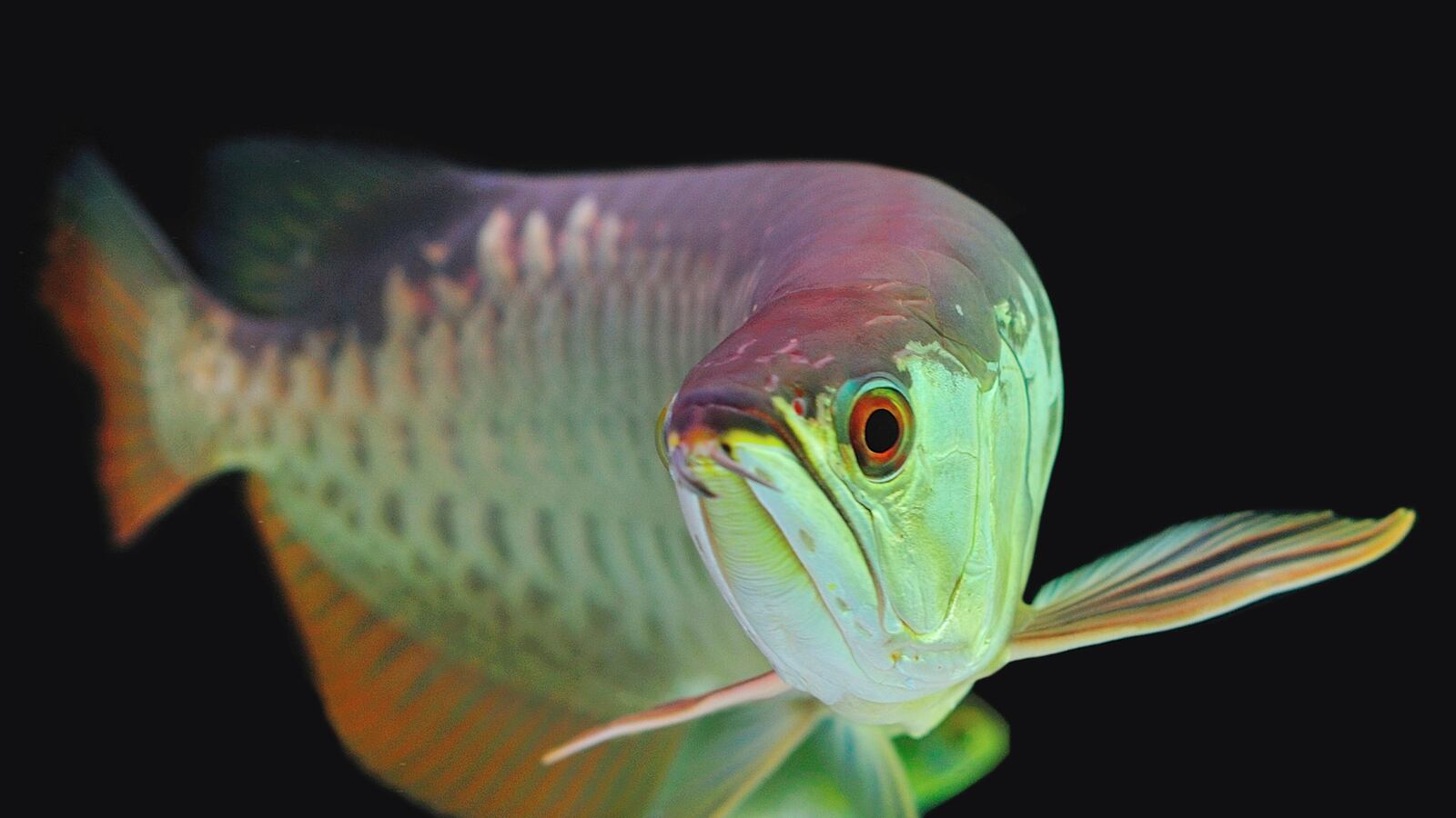 articles/2016/05/24/endangered-species-laws-may-endanger-species/160524-Voigt-Endangered-Species-Legislation-tease_bgphry