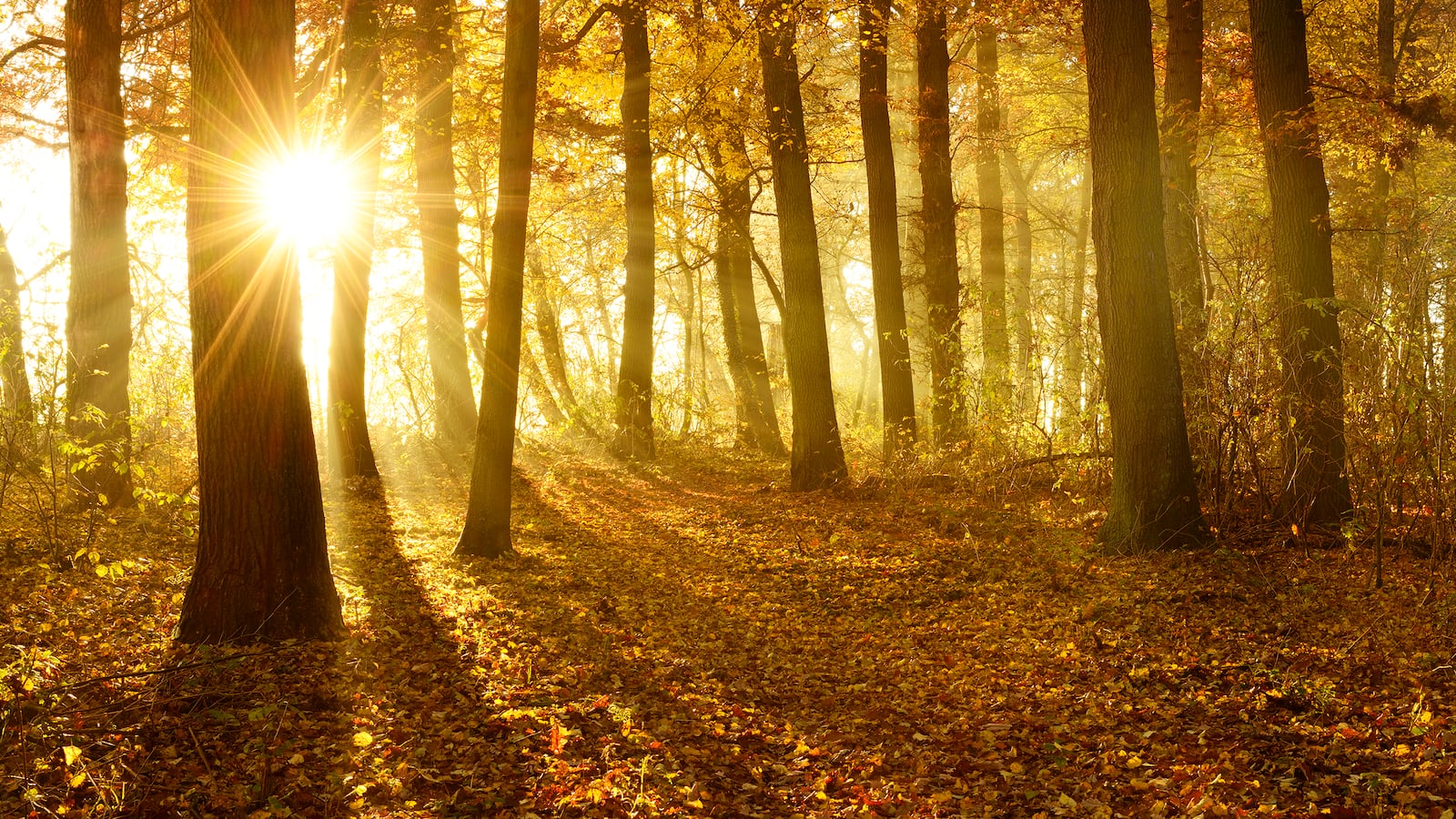 atlanta forest tree cover canopy