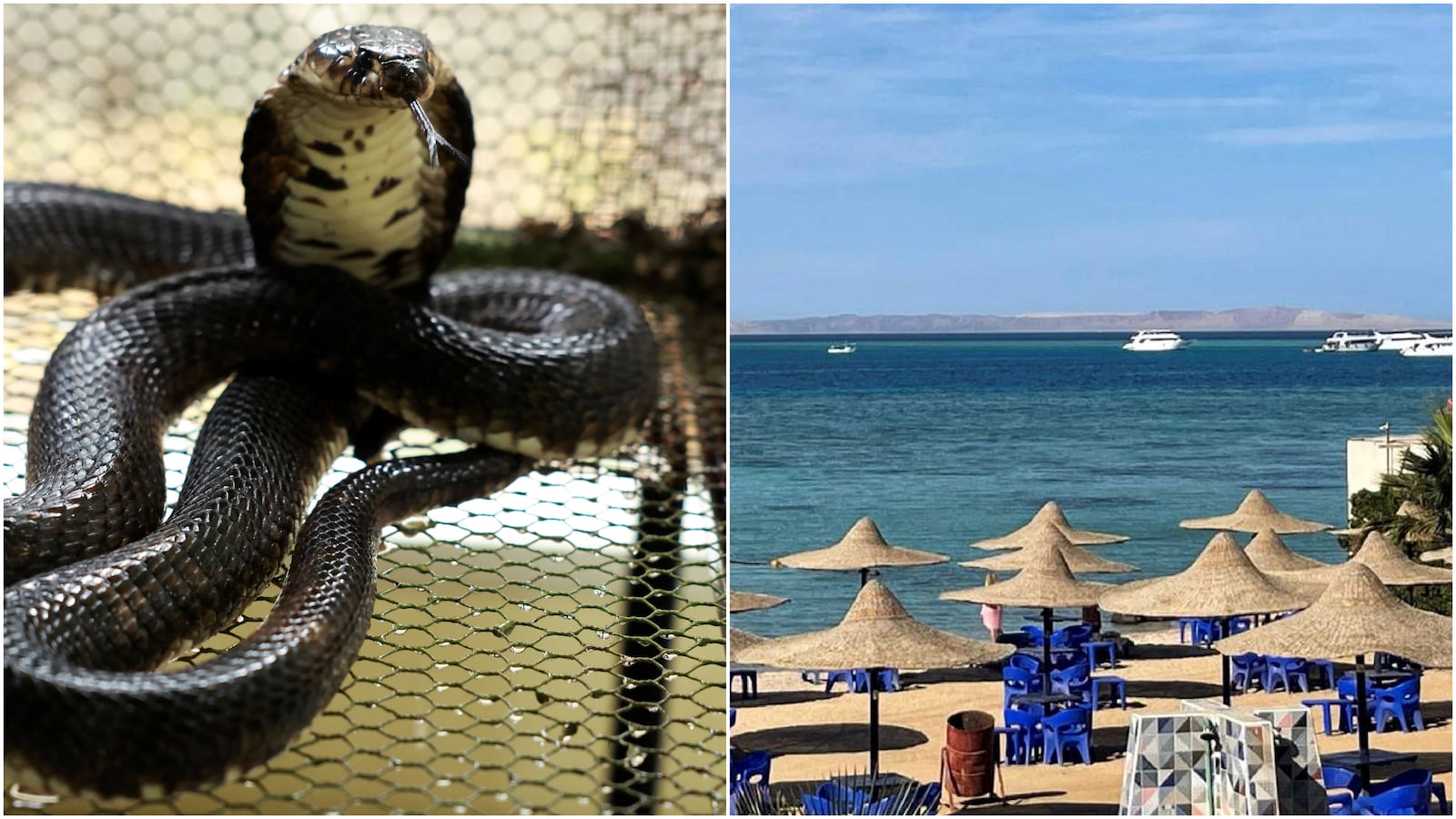 Hurghada/Egyptian Cobra