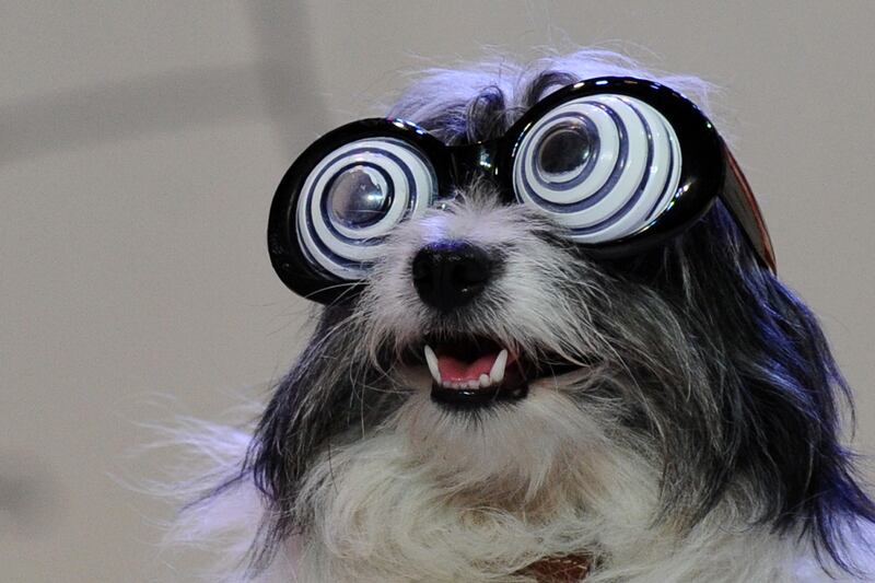 articles/2013/08/14/share-your-horrifying-and-hilarious-pet-sitting-stories/130814-Fares-pets-tease_rm15qn