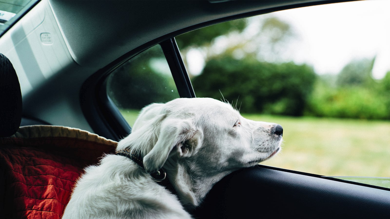 articles/2016/04/10/one-cruel-day-for-a-dog-s-good-samaritan/160409-dexter-saving-dog-tease_ljw9bm