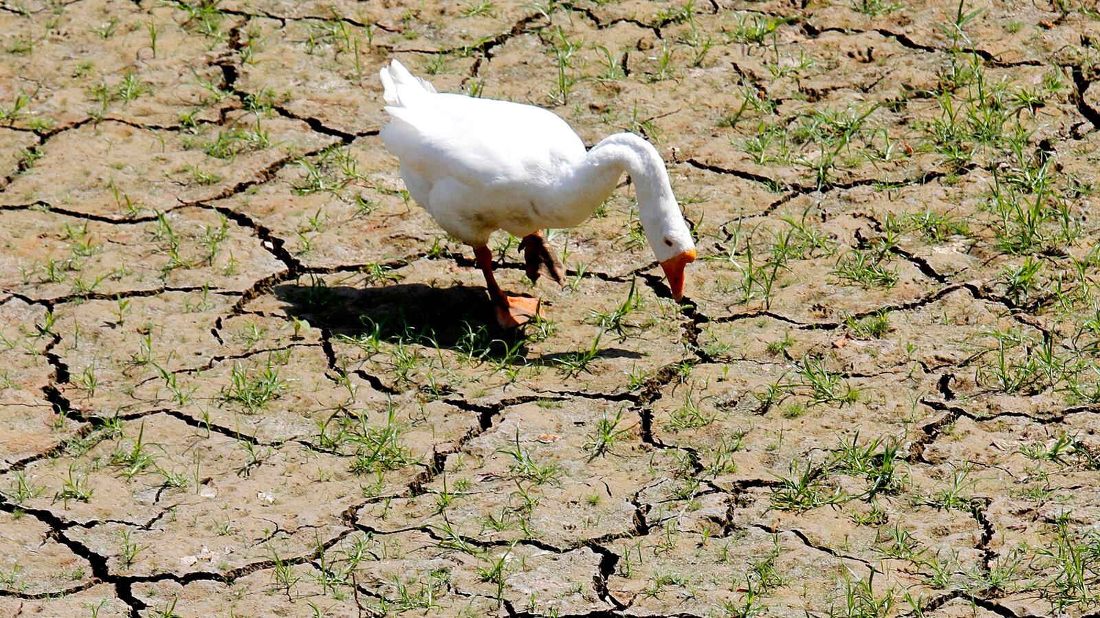 articles/2014/03/04/america-s-axis-of-drought/140303-galbraith-drought-tease_uq1lbg