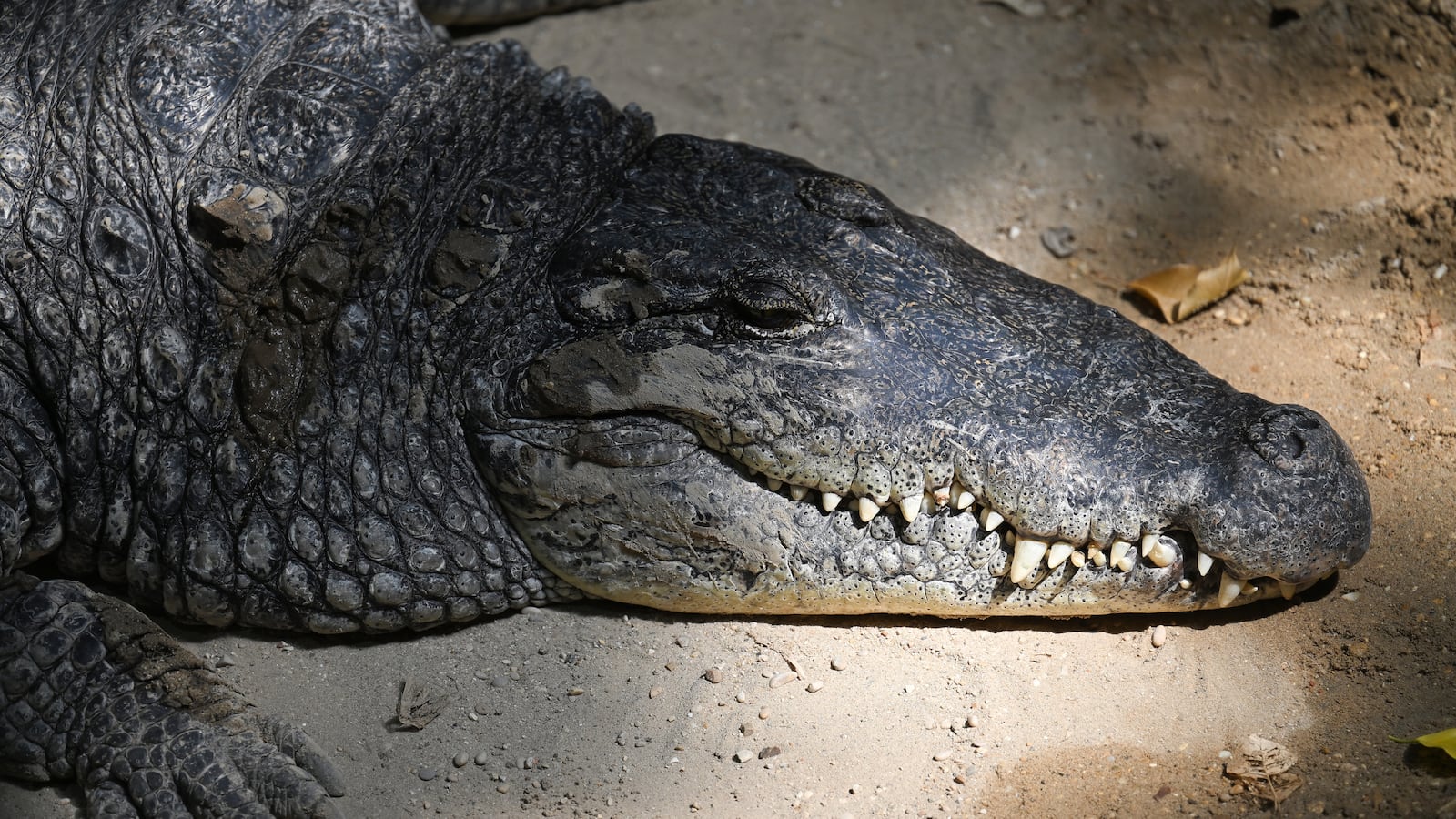 Nile crocodile at the Rome Biopark (Italy), June 17th, 2026