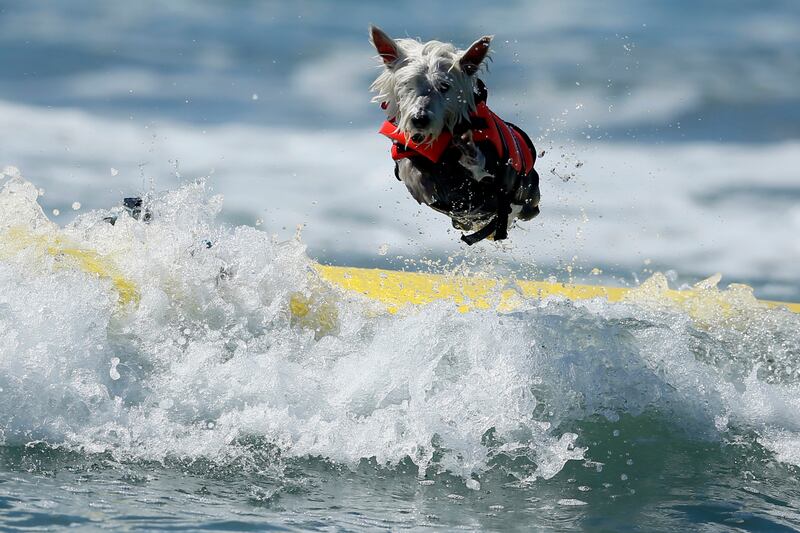 galleries/2013/12/26/the-best-beasts-of-2013-photos/beast-beast-surf-dog_r0ekpw