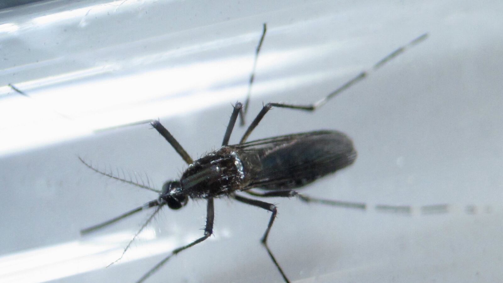 cheats/2016/04/29/first-u-s-zika-death-reported/160429-mosquito-cheat_jtu8fk