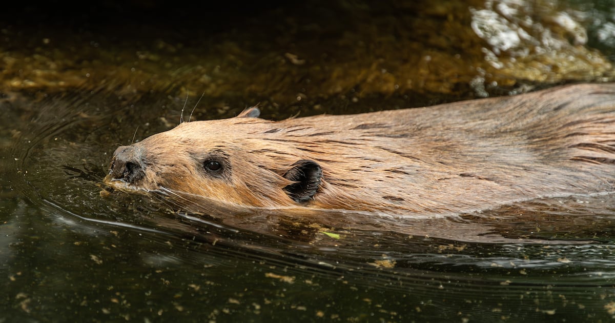 Rabid Beavers Attack Visitors at State Park - The Daily Beast