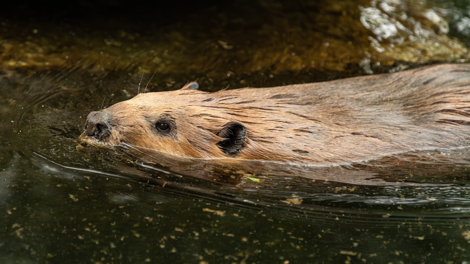 SYMBOL - 25 May 2025, Baden-Württemberg, Stuttgart: A beaver swims in a pond at Wilhelma. Photo: Silas Stein/dpa (Photo by Silas Stein/picture alliance via Getty Images)