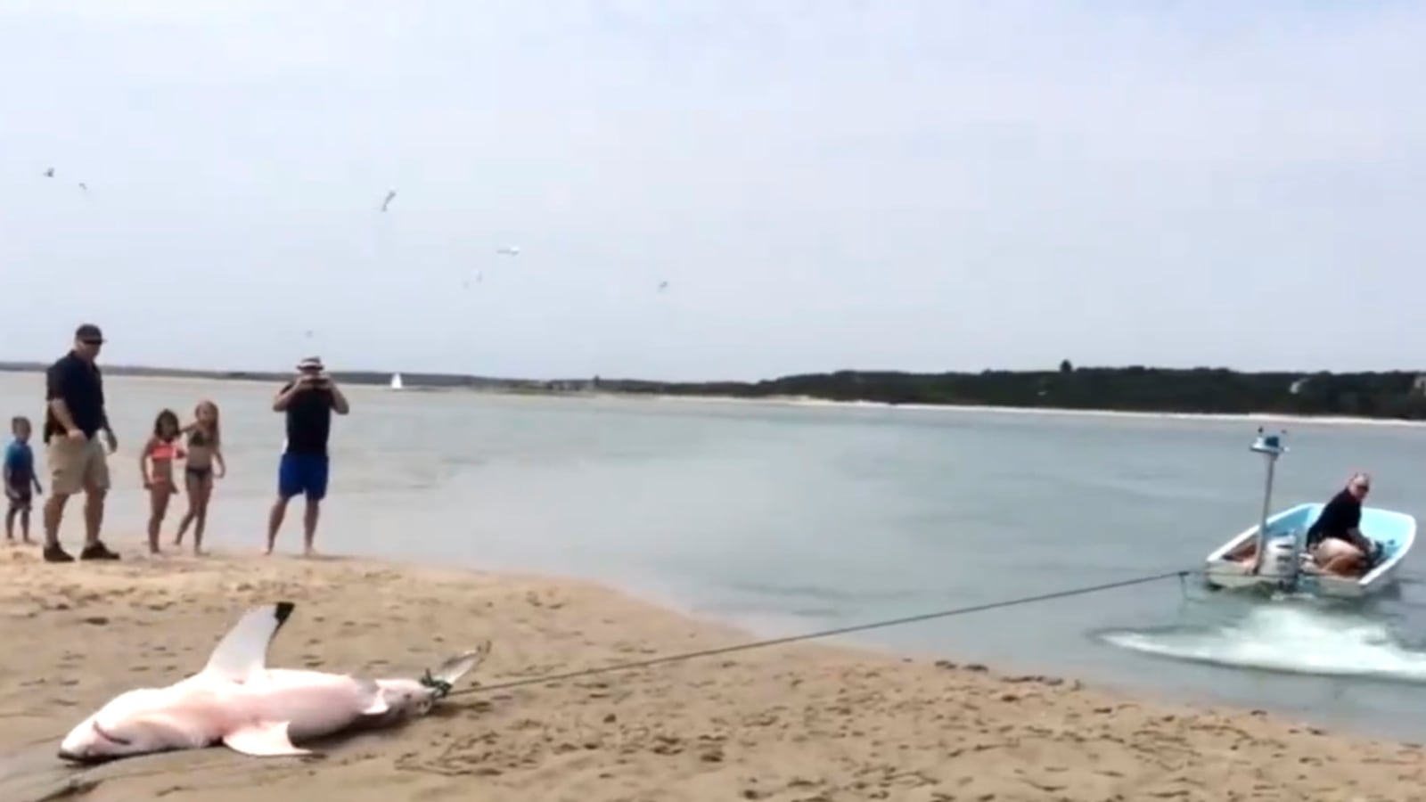 articles/2015/07/15/beached-great-white-shark-rescued-video/150715_shark_embed_a6fxil