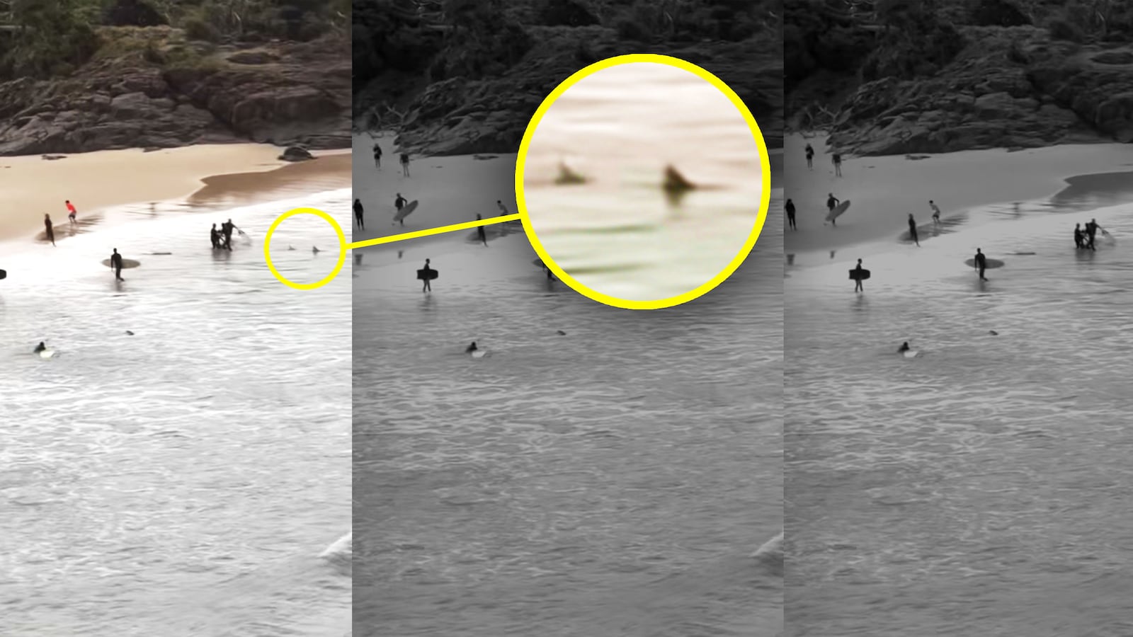 Photo of shark on a popular beach