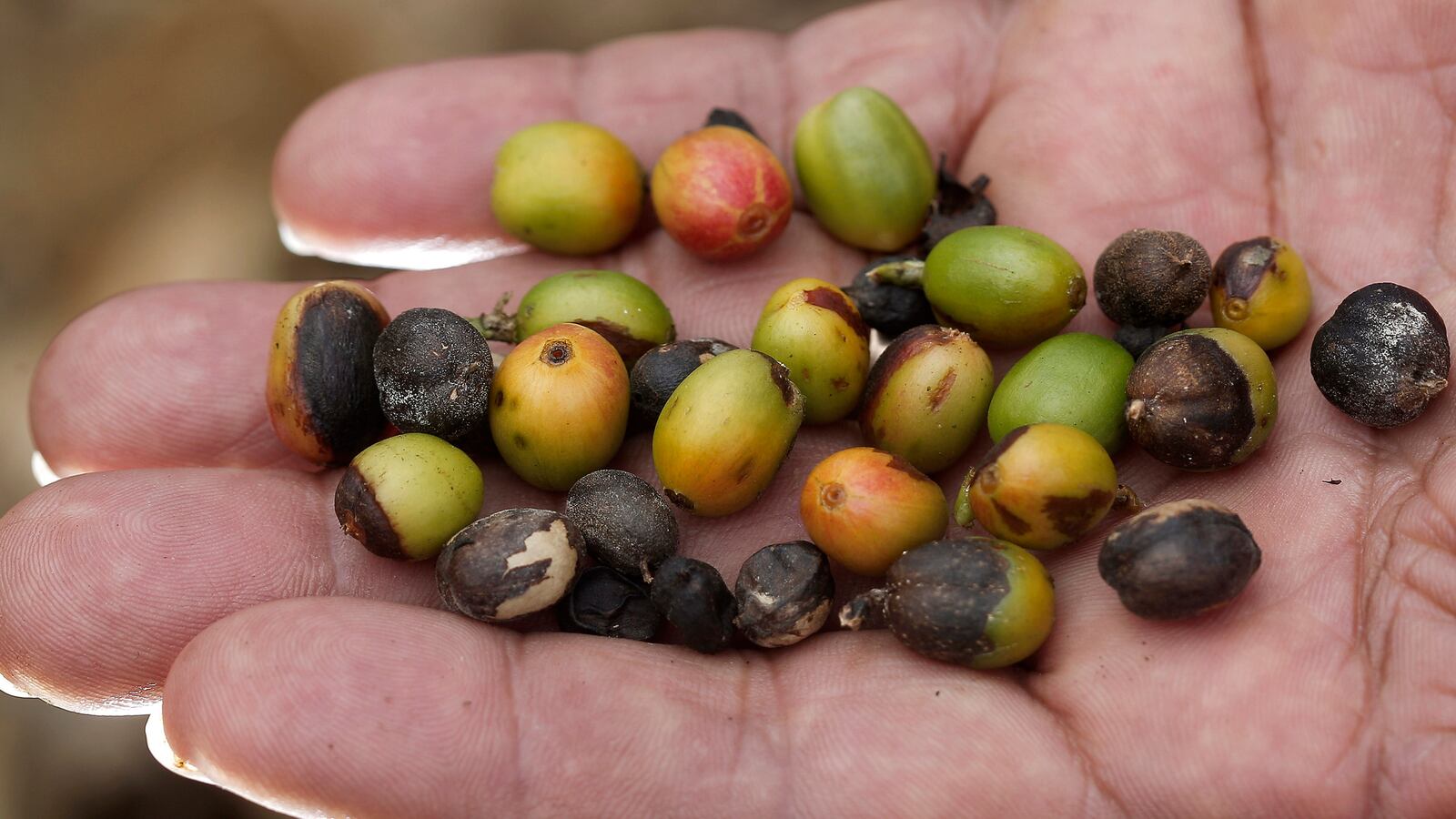 articles/2014/06/08/will-coffee-rust-hurt-starbucks/140606-strochlic-coffee-tease_ttoh9g