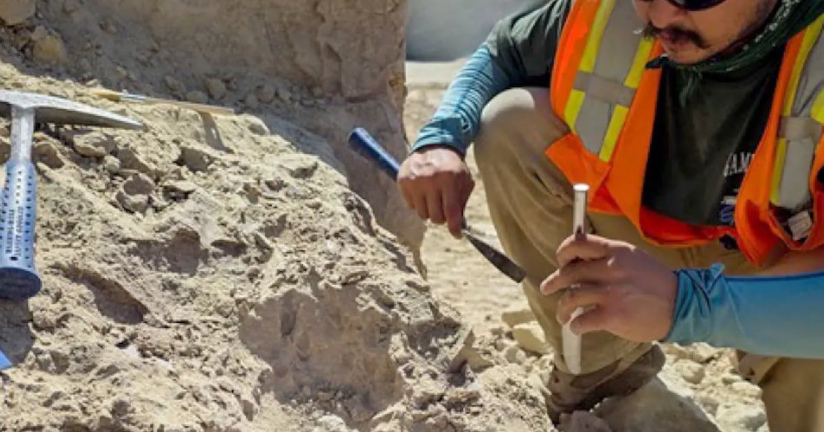 Construction Workers Stumble Across Stunning Prehistoric Discovery
