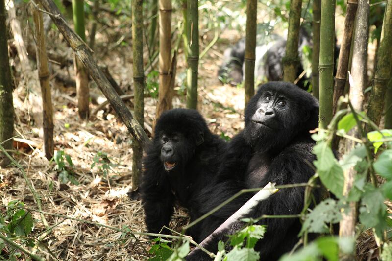 galleries/2015/06/21/the-mountain-gorillas-of-virunga-photos/150617-strochlic-gorilla10_rlzfwx