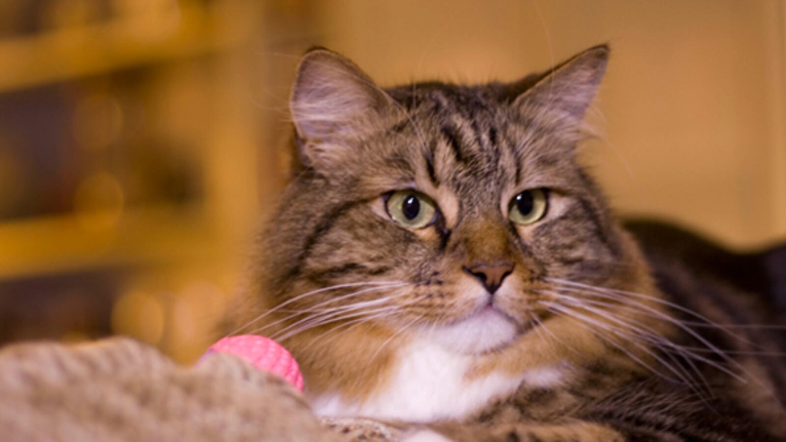 cheats/2012/02/27/cat-launches-campaign-for-senate/hank-for-senate-cheat_hps0fz