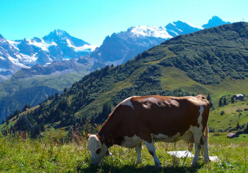 galleries/2011/01/03/animal-mysteries/animal-mysteries---cattle-suicide_kbyaei