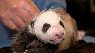 cheats/2009/09/04/san-diegos-panda-cub/panda_znpn7d