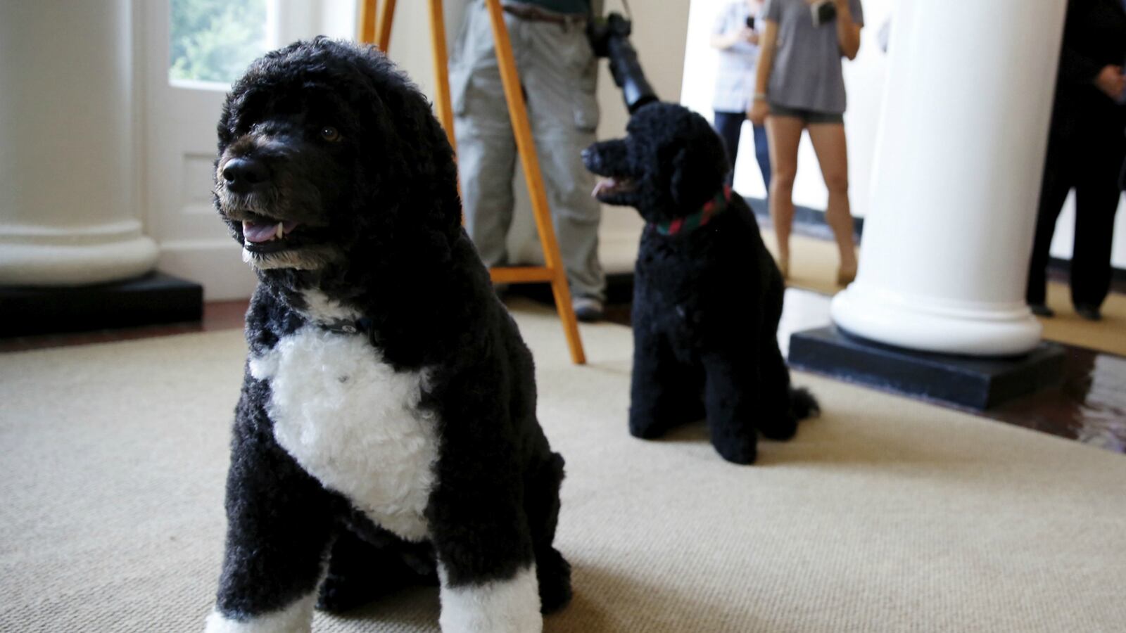 cheats/2016/01/08/secret-service-thwarts-plot-on-obama-s-dog/160108-cheat-bo_urkrf5