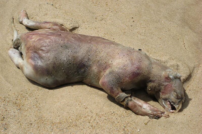 galleries/2013/08/22/mysterious-sea-creatures-wash-ashore-photos/130822-mysterious-sea-creature-3_yalaop