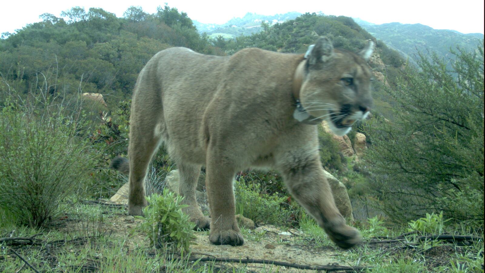 2019-04-30T203631Z_661354103_RC18B0334300_RTRMADP_3_CALIFORNIA-MOUNTAINLION_jp1kgp