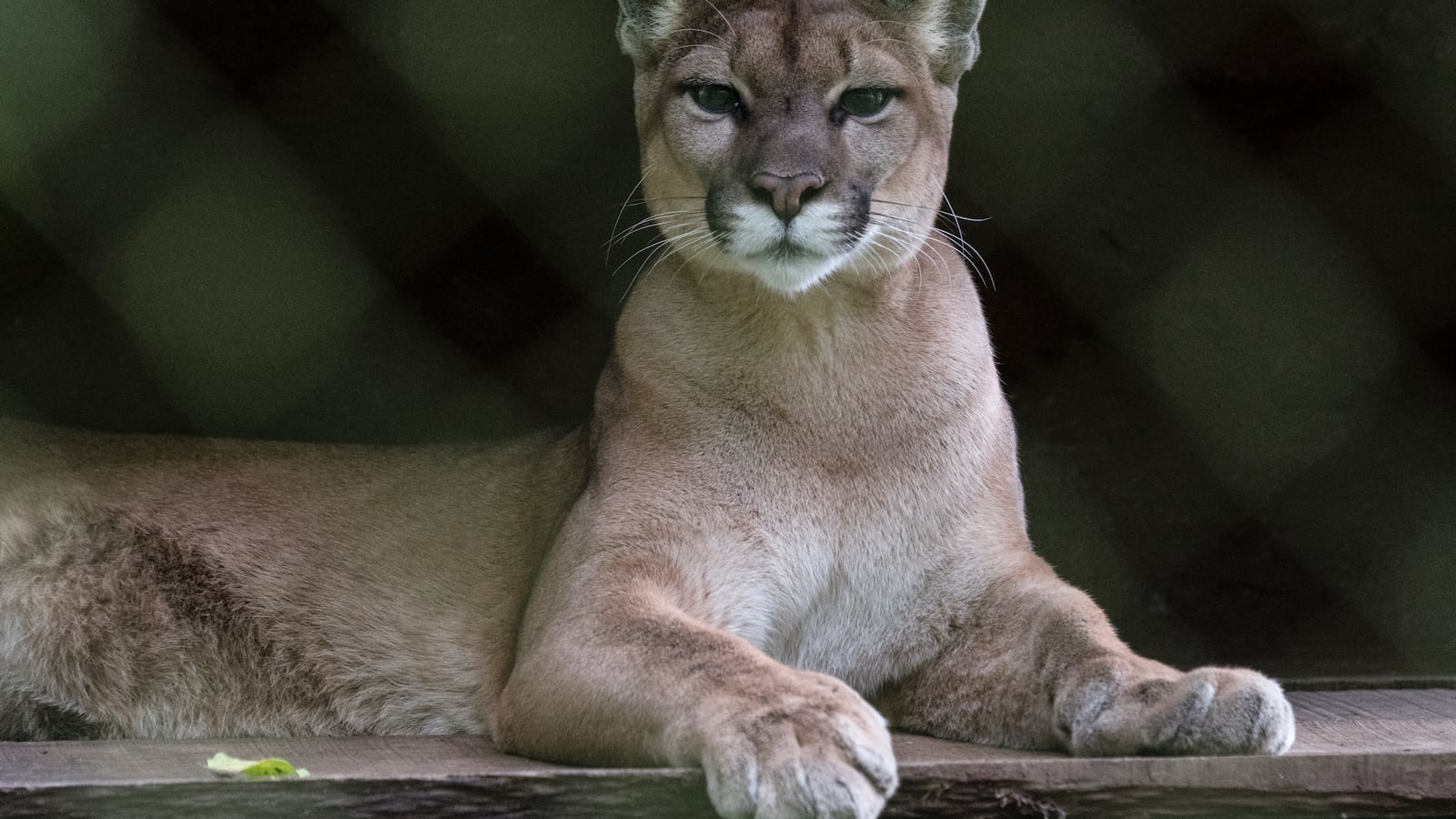 A mountain lion (Puma concolor) is pictured at the Wildlife Rescue Center in Alajuela, Costa Rica, on September 16, 2024. (Photo by Ezequiel BECERRA / AFP) (Photo by EZEQUIEL BECERRA/AFP via Getty Images)
