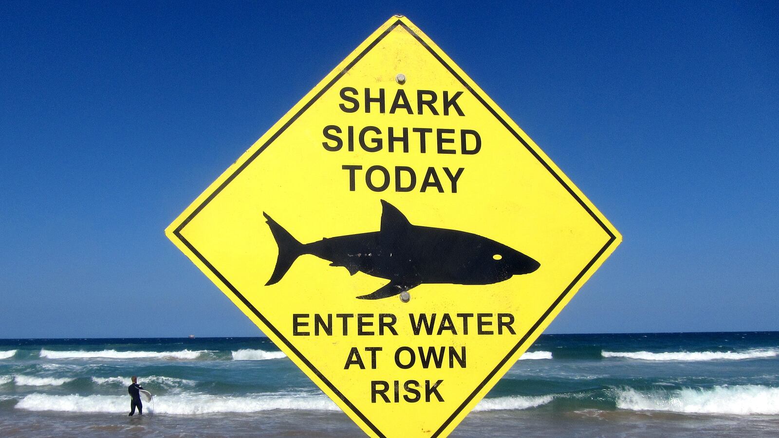 shark_face_e1idey