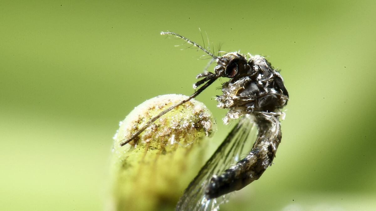 cheats/2016/02/04/florida-declares-zika-state-of-emergency/160204-zika-cheat_yeneck