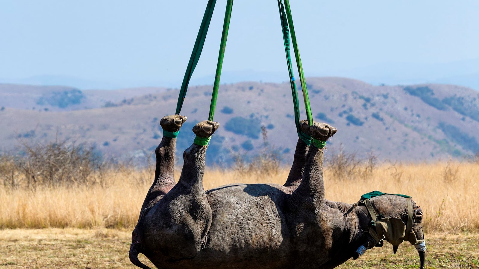 articles/2015/04/18/i-m-glad-all-the-black-rhinos-are-dead/150417-randazzo-rhino-tease_dsnesq