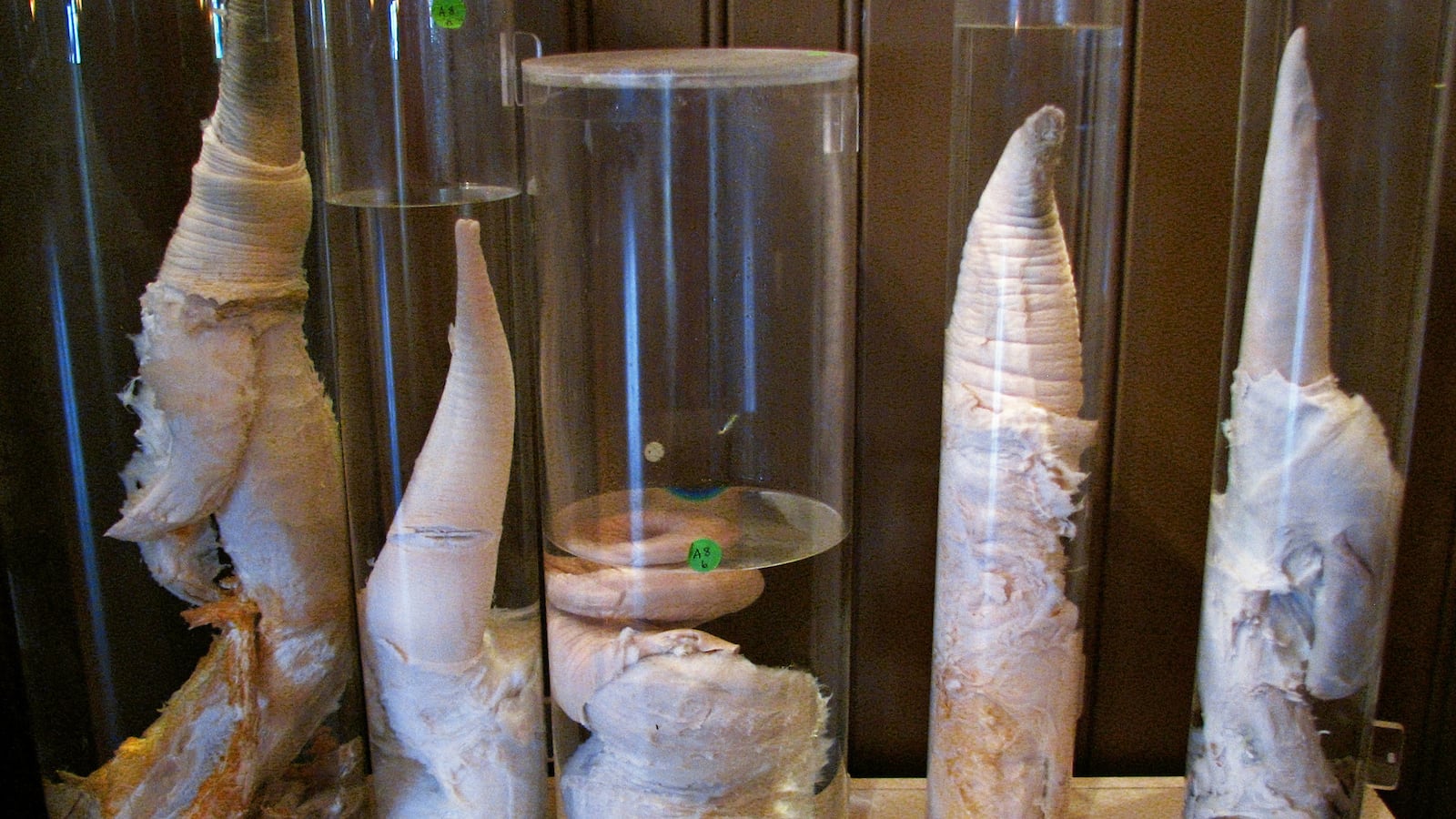 articles/2013/12/05/the-final-member-the-wacky-race-to-get-a-human-penis-in-iceland-s-phallological-museum/131129-stern-museum-tease_o51gnr