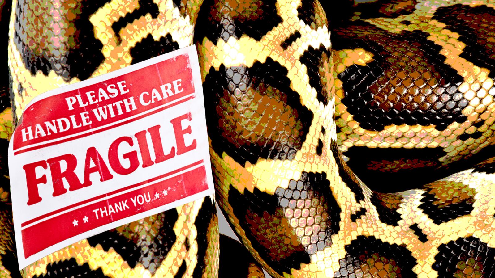 articles/2017/04/07/you-can-now-legally-ship-your-enemy-a-20-foot-man-eating-python/170407-del-valle-shipping-snakes-tease_sbvnl5