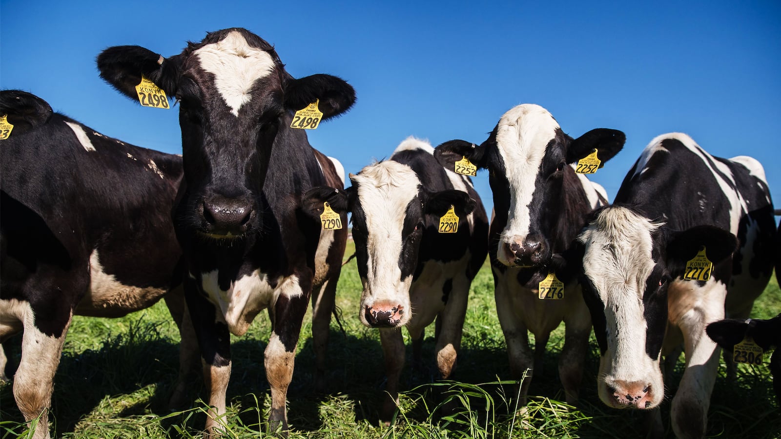 210617-Dilawar-dairy-industry-tease_jrzlcv