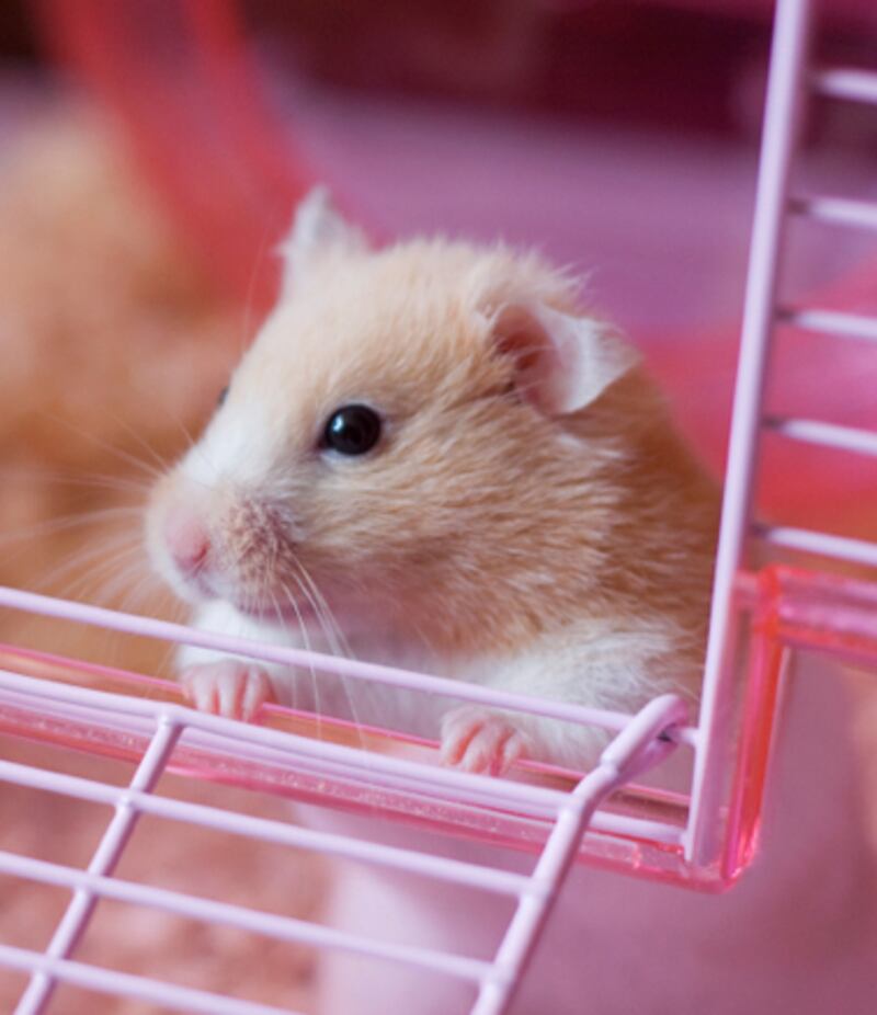 galleries/2010/11/09/which-pets-live-the-longest/pets---hamster_qhgsqh