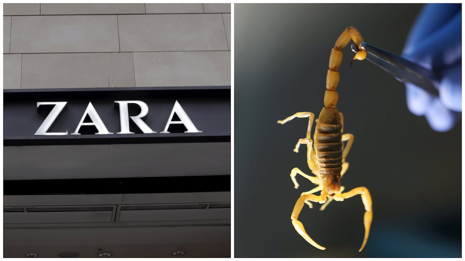 Zara and a scorpion (stock images)