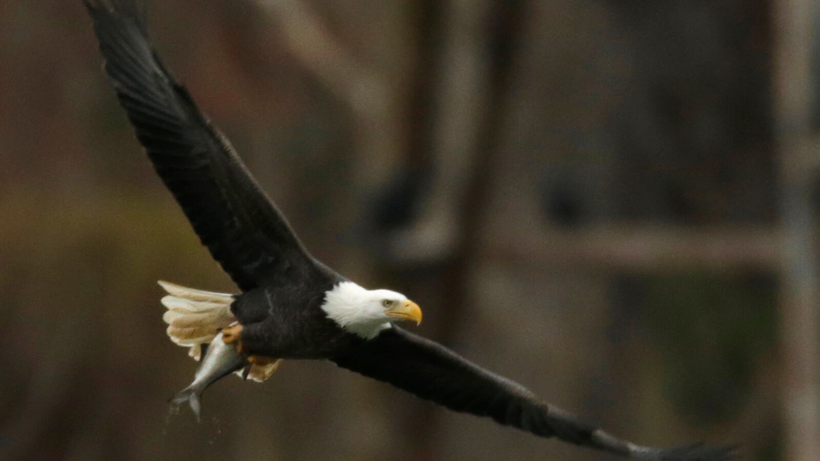 A bald eagle in flight