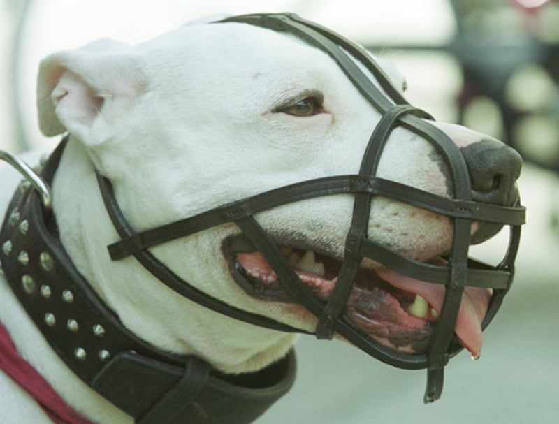 galleries/2010/10/29/dangerous-dogs/dangerous-dogs---pitbull_g3vurl