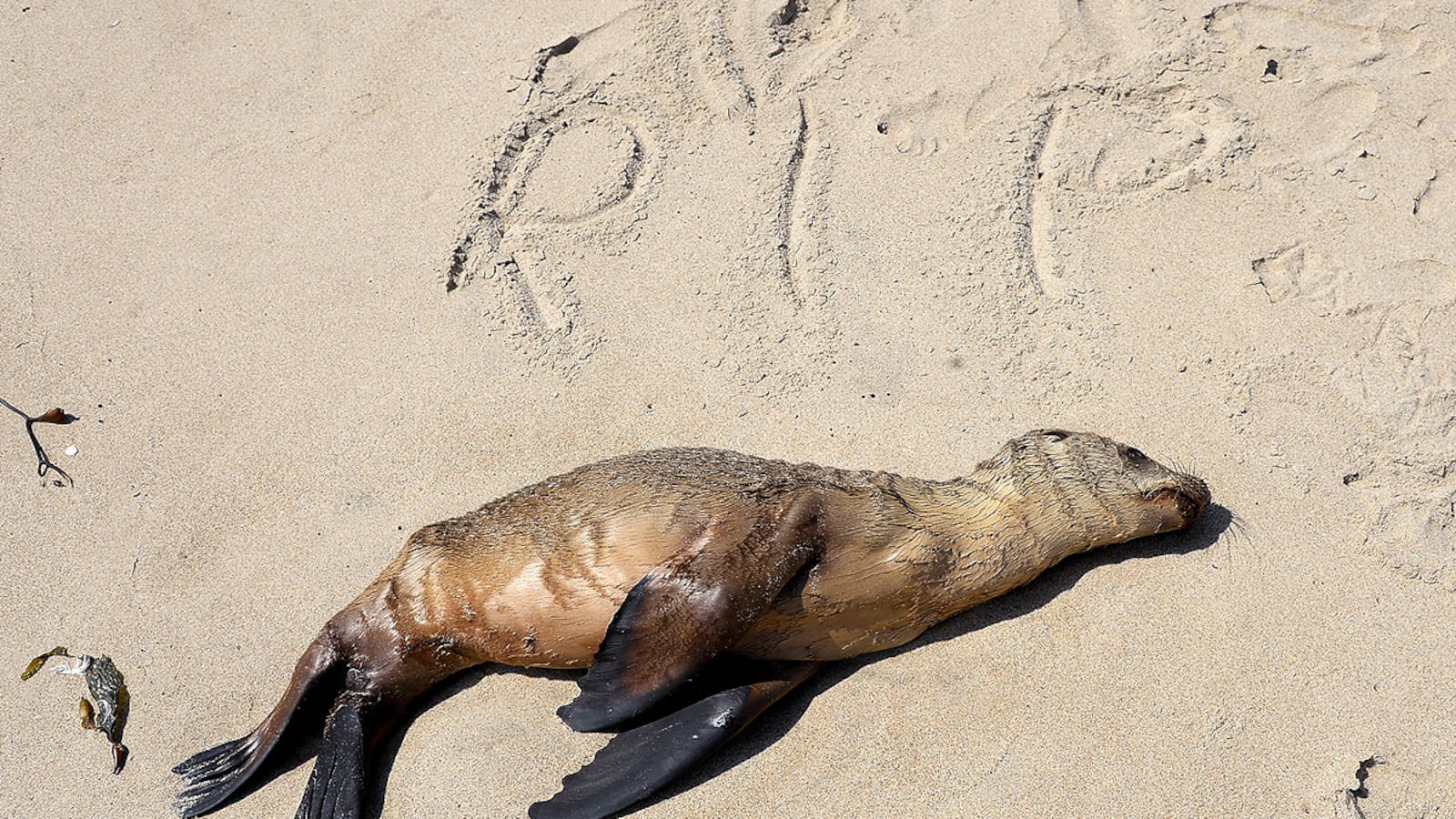 cheats/2013/04/09/1-000-sea-lions-washing-ashore/sea-lion-death-cheat_yn14vb