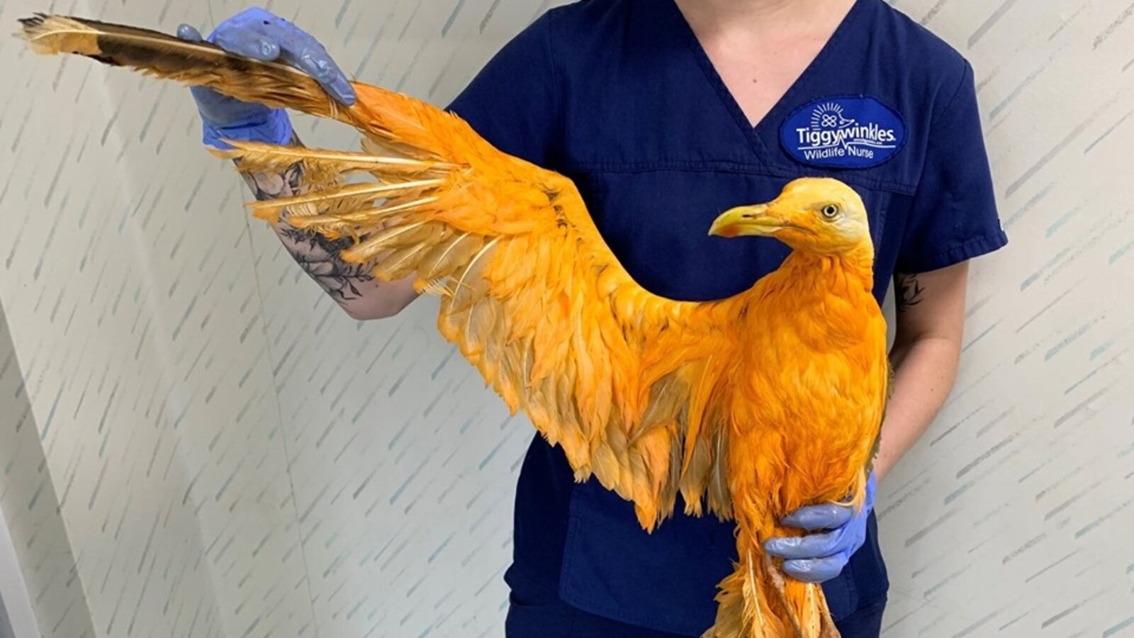 65845159_2396180080438127_8451752965668077568_n_qzy36f