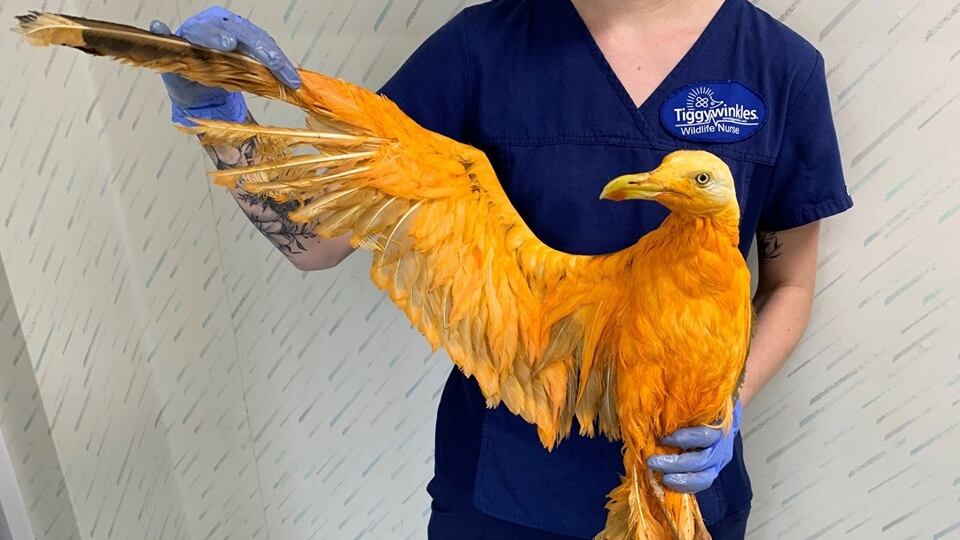 65845159_2396180080438127_8451752965668077568_n_qzy36f