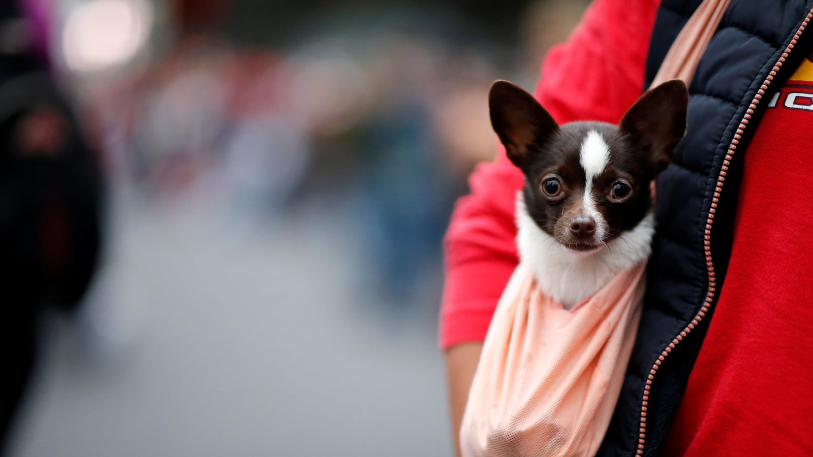 120220-service-animal-cheat_rim6kv