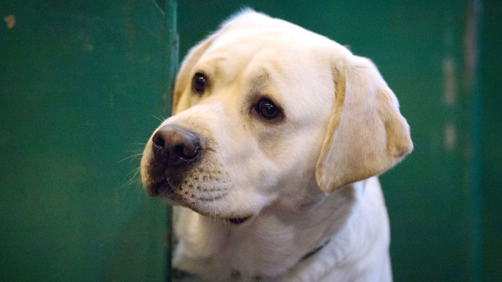 GettyImages-652039226_hfikwl