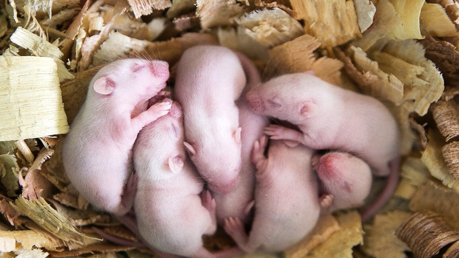 videos/2016/04/19/what-china-proved-by-growing-mouse-embryos-in-space/160419-Place-China-mice-embryos-in-space_bmcha3