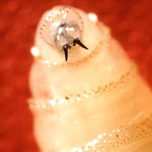 A screwworm larva.