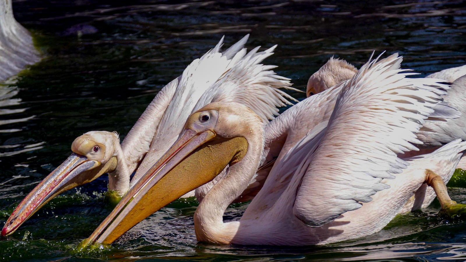 GettyImages-1239614154_utvzag