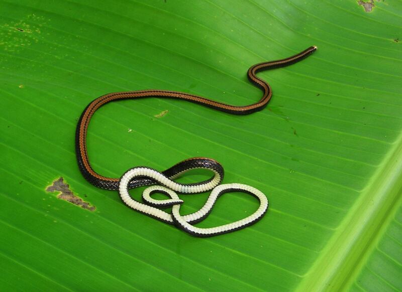 galleries/2010/10/06/new-species-discovered/new-species-mekong-1_q9dsx0