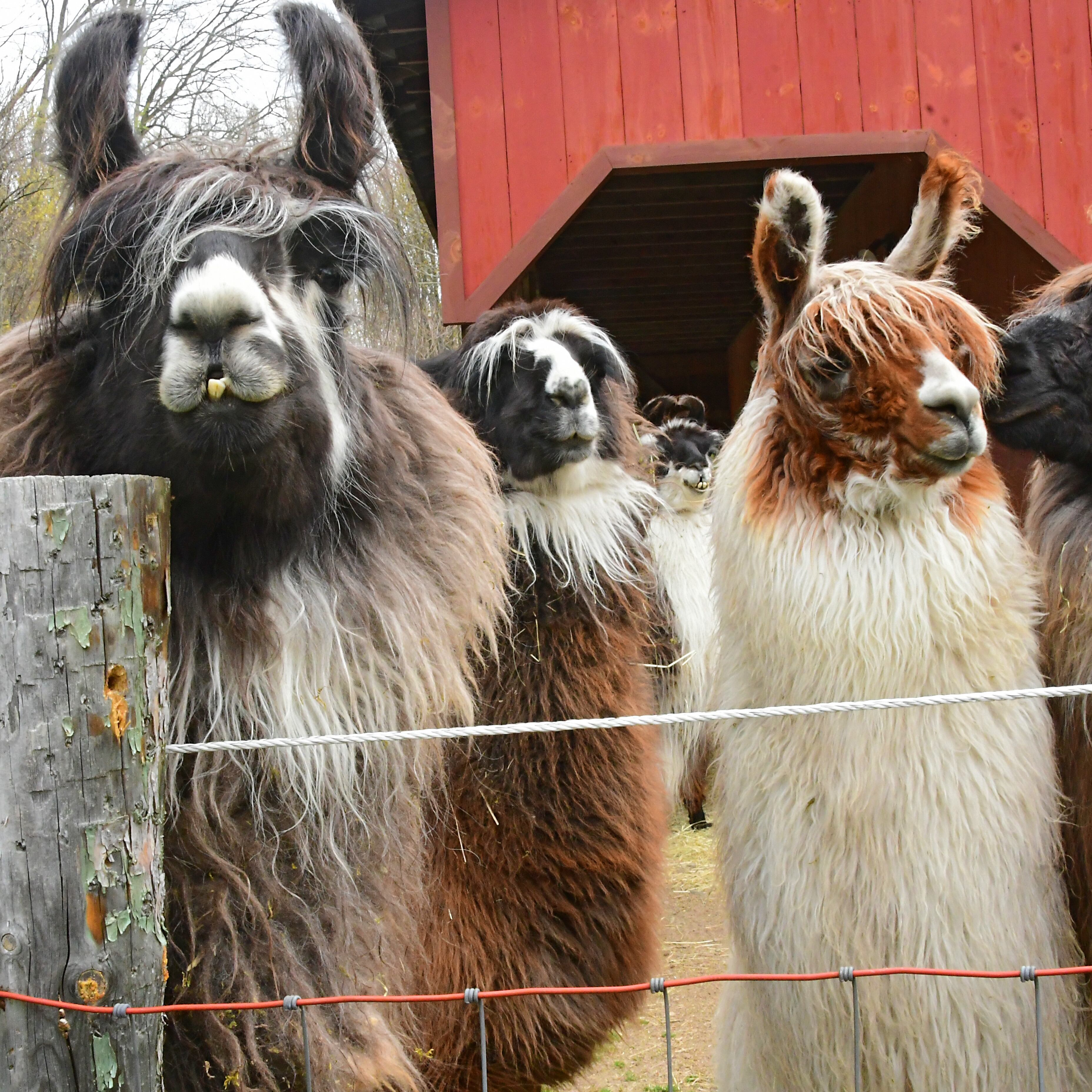 a herd of llamas cornered a suspected tobacco thief Llamas Praised for Helping to Foil Fleeing Thief