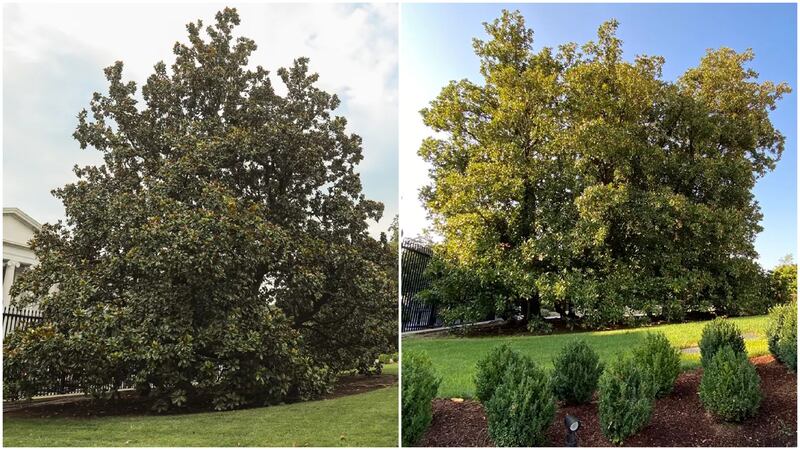 Magnolia trees commemorating the U.S. presidents Warren G. Harding, left, and Franklin D. Roosevelt, right, were demolished at the White House this week.