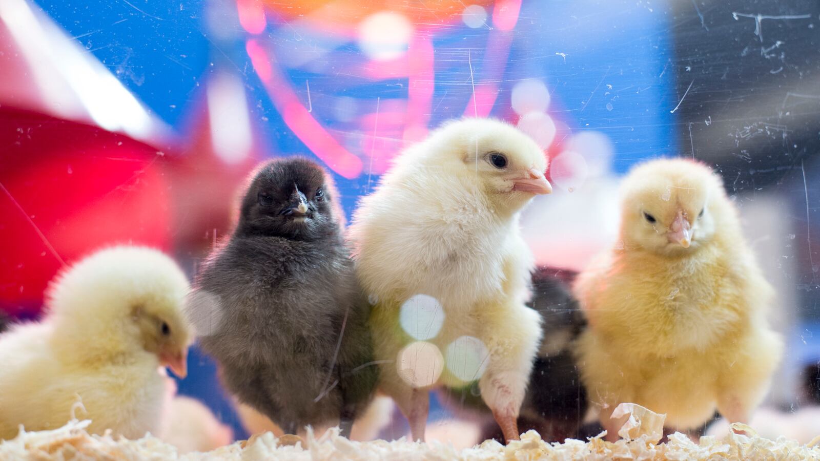 GettyImages-1167240408_ynypna