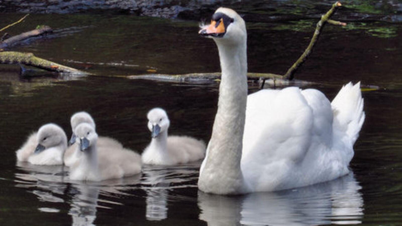 Swan and cygnets, Lambeg.