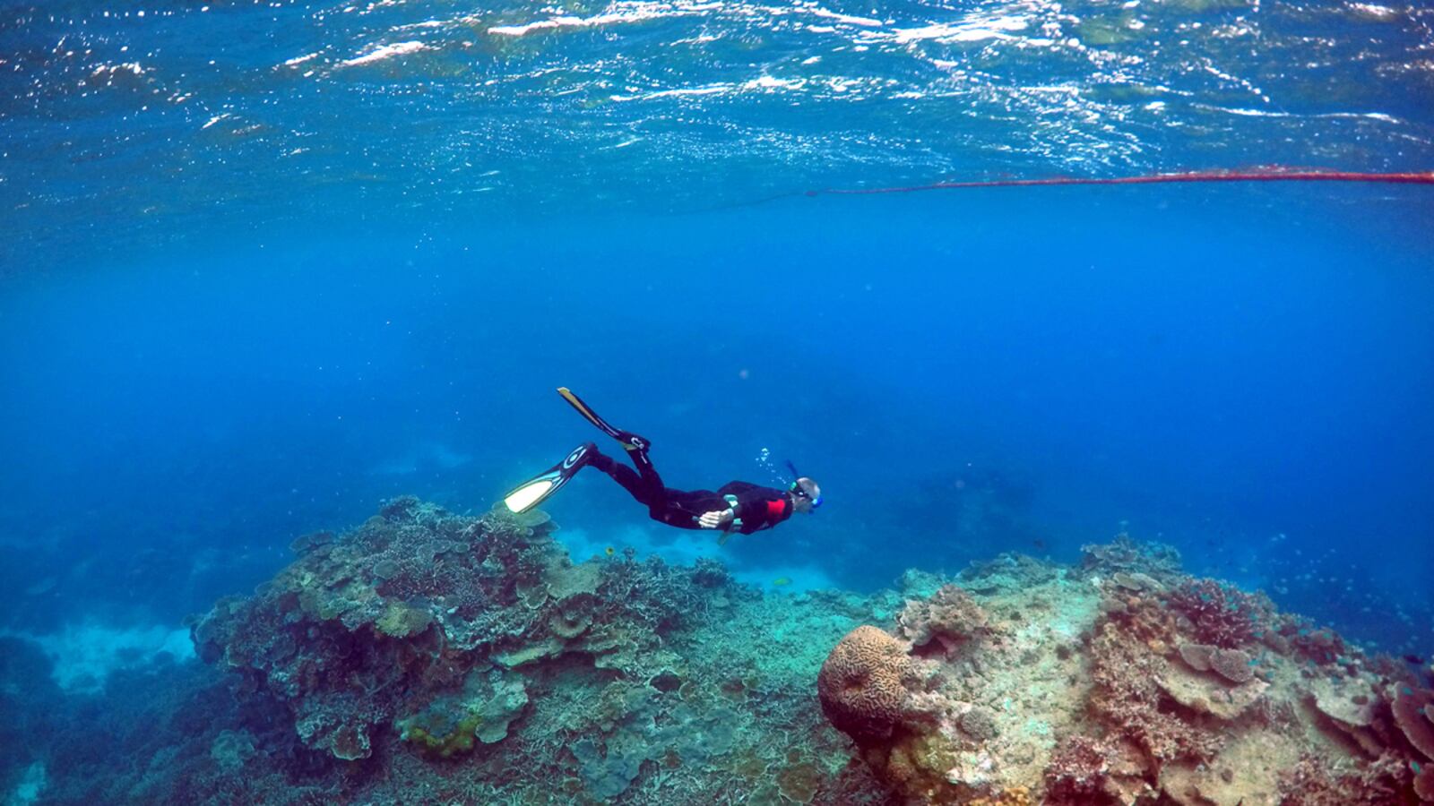 cheats/2016/04/11/over-50-of-great-barrier-reef-damaged/160411-great-barrier-reef-cheat_ewtqlw