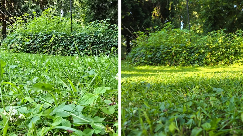 A before-and-after close up of a lawn. Left, the grass is long and on the right the grass is trim. The lighting indicates hours have passed between the two photos.