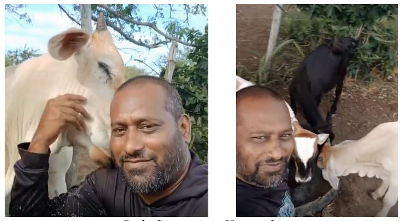 Selfies of Rishi Samaroo petting a cow and posing with goats.