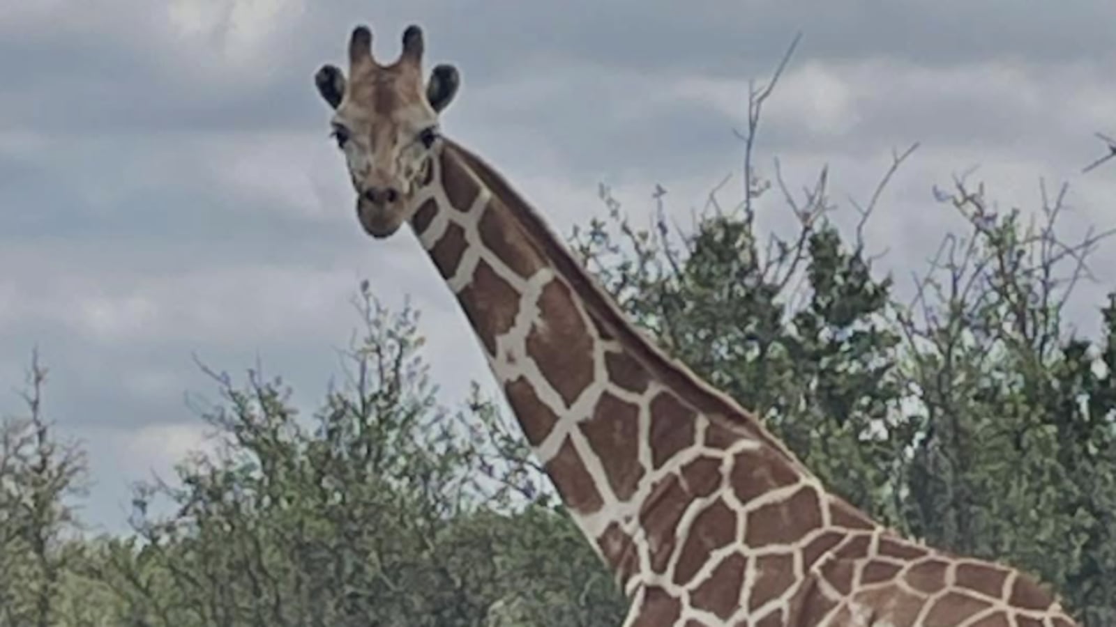 Gracie the Giraffe